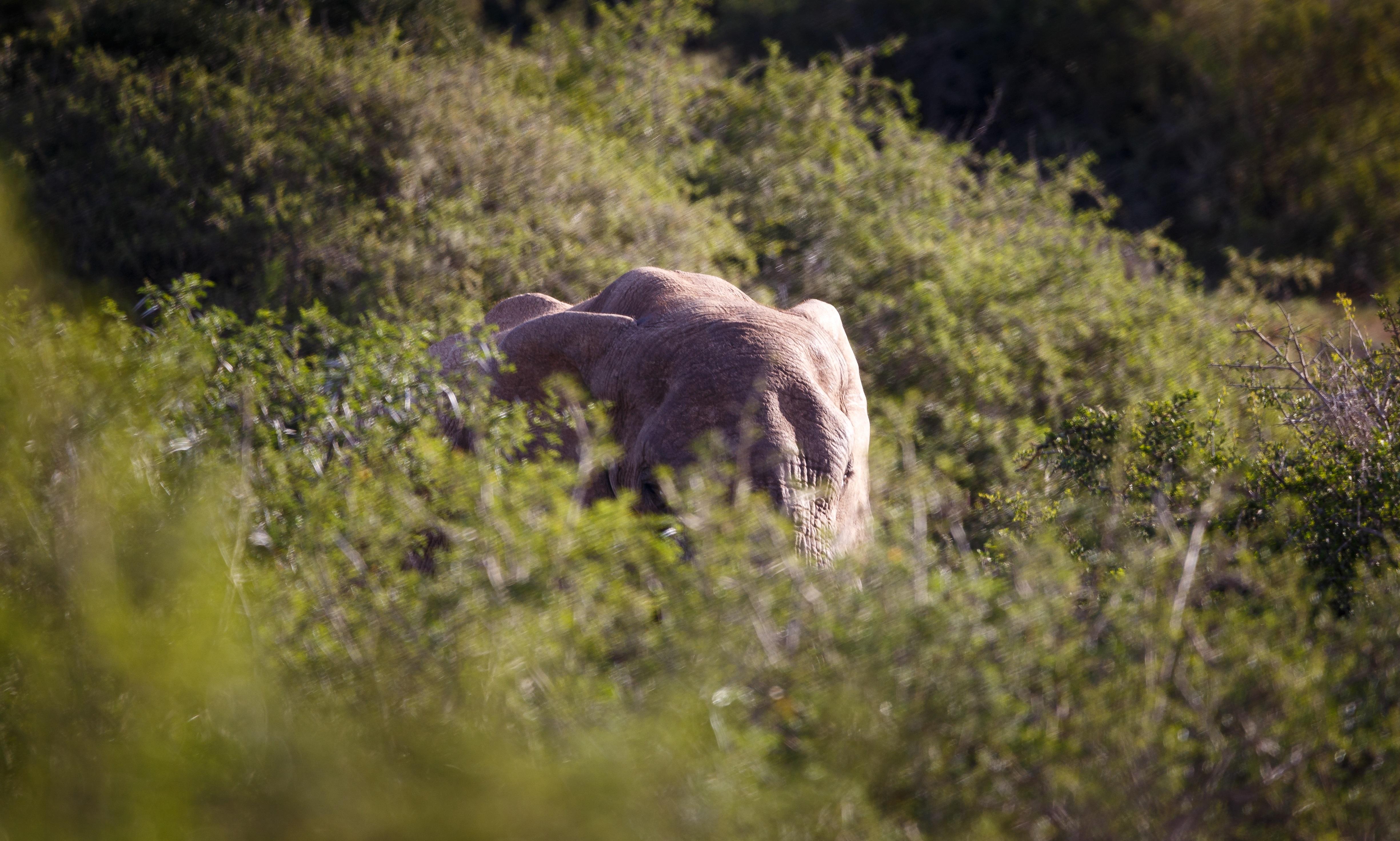 Bukela Game Lodge - Amakhala Game Reserve Eksteriør billede