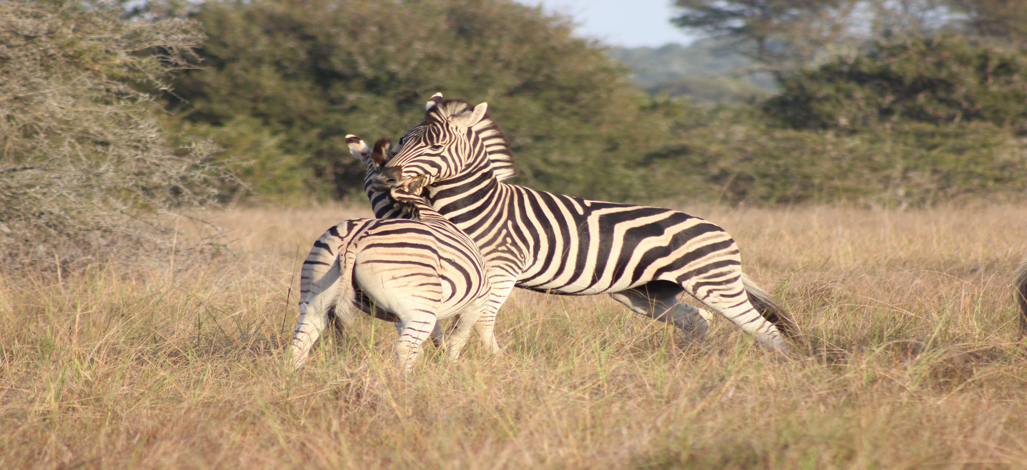 Bukela Game Lodge - Amakhala Game Reserve Eksteriør billede