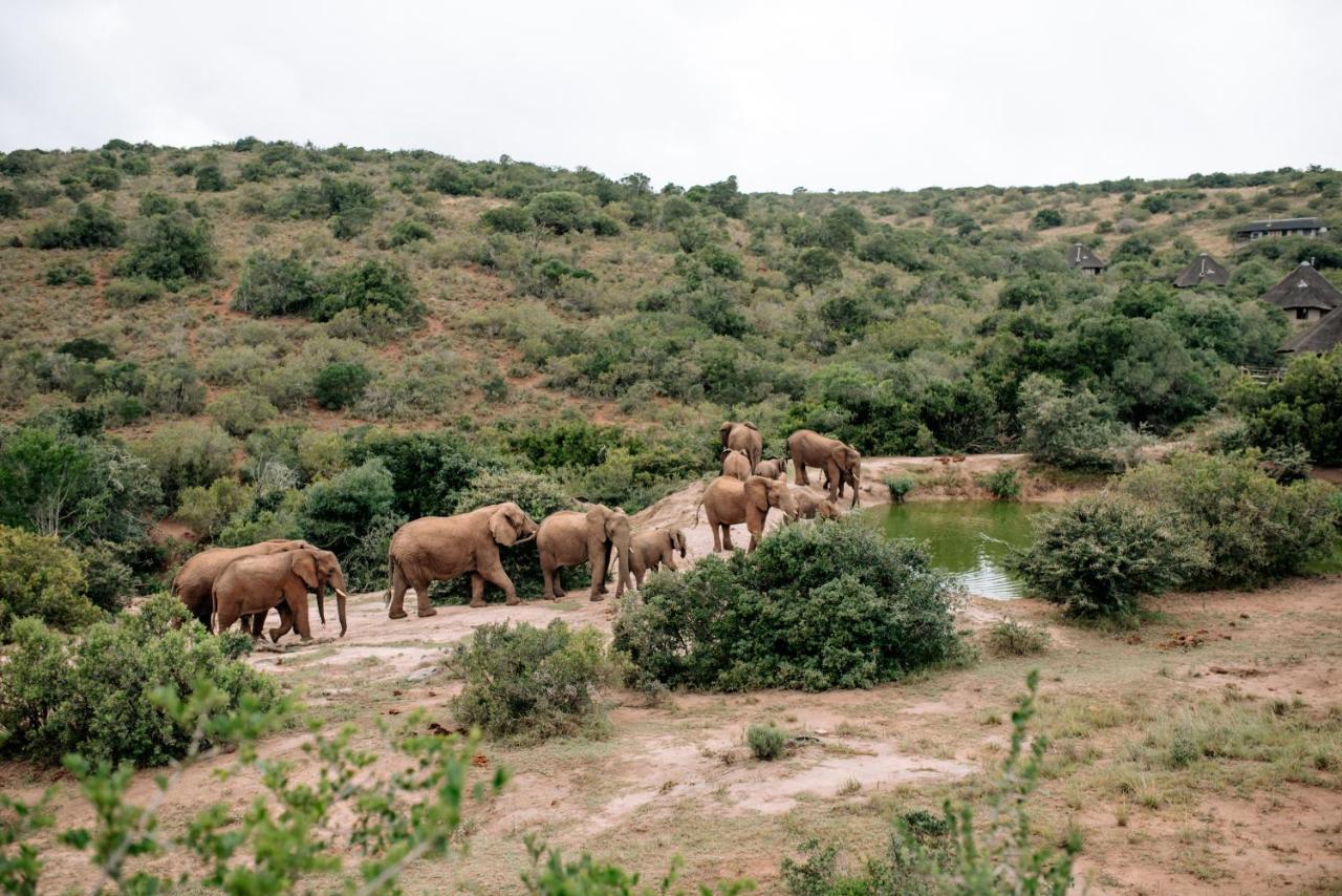 Bukela Game Lodge - Amakhala Game Reserve Eksteriør billede