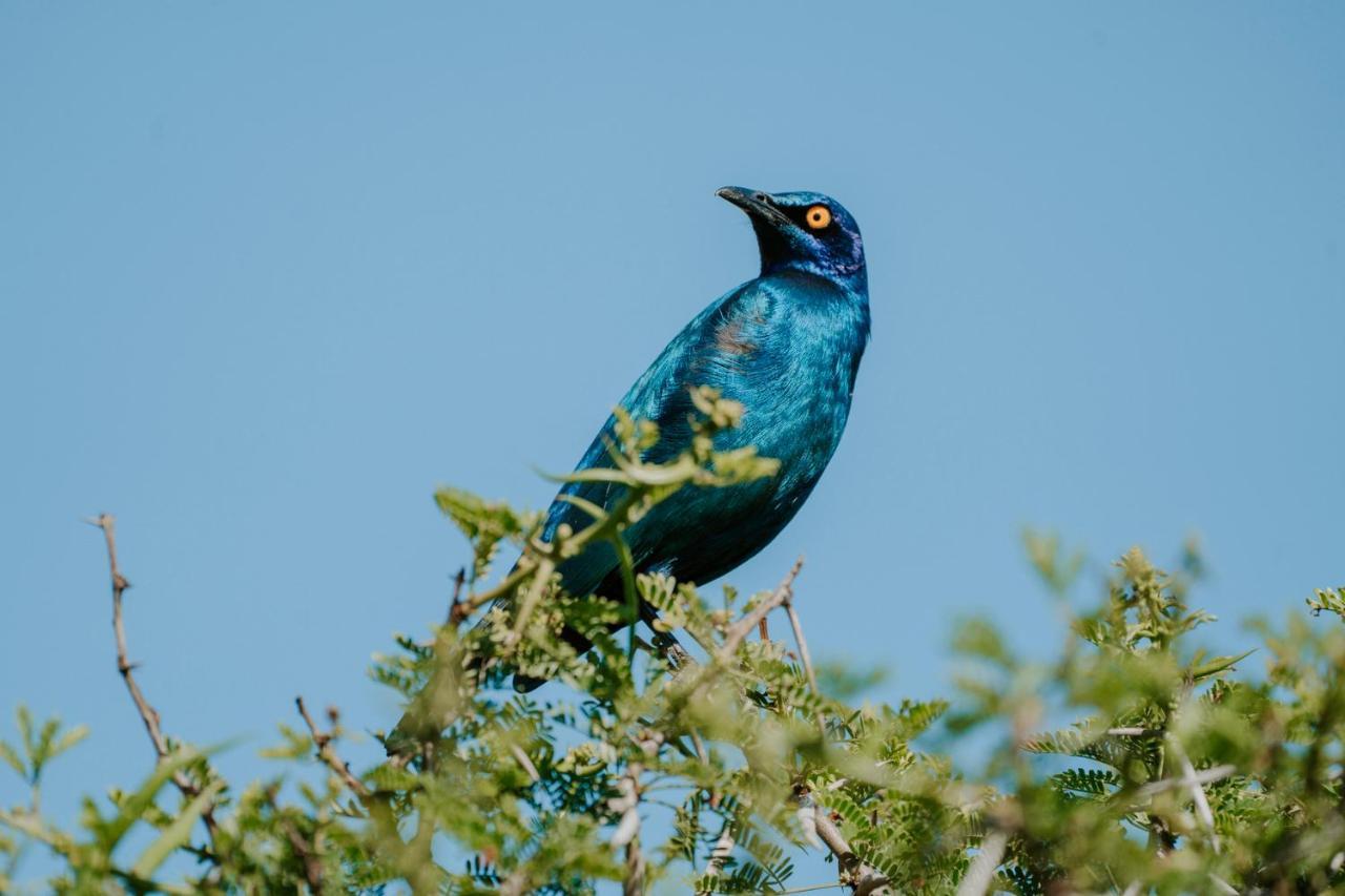 Bukela Game Lodge - Amakhala Game Reserve Eksteriør billede