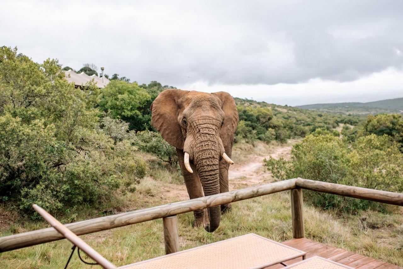 Bukela Game Lodge - Amakhala Game Reserve Eksteriør billede
