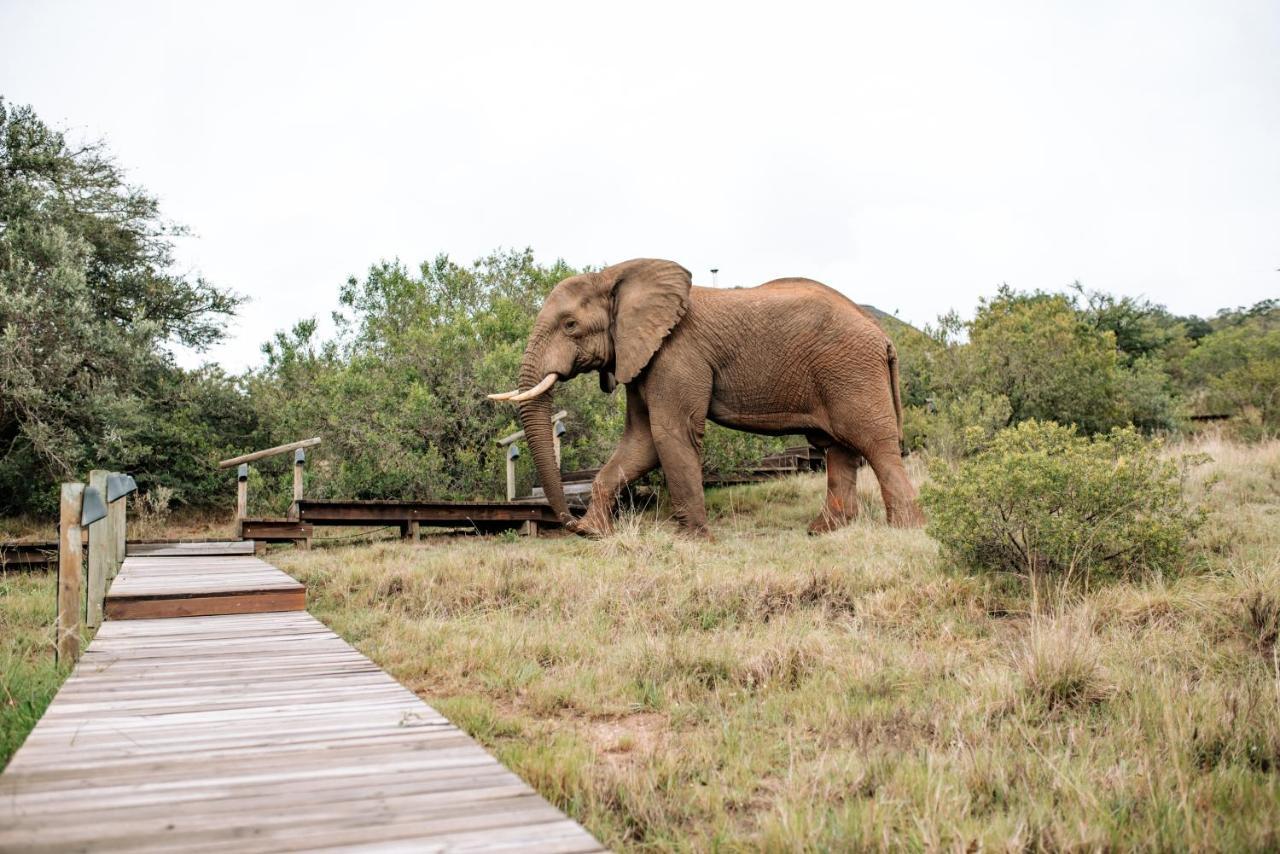 Bukela Game Lodge - Amakhala Game Reserve Eksteriør billede