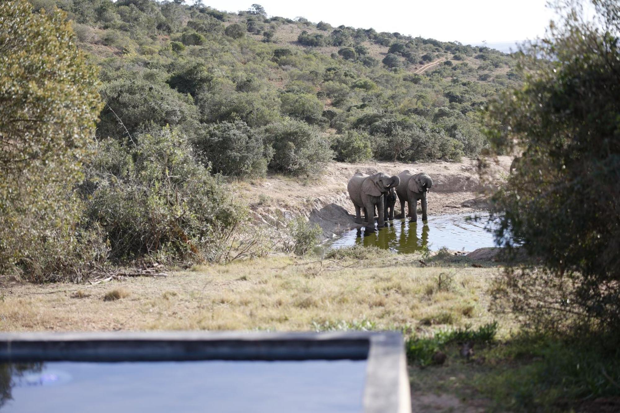 Bukela Game Lodge - Amakhala Game Reserve Eksteriør billede