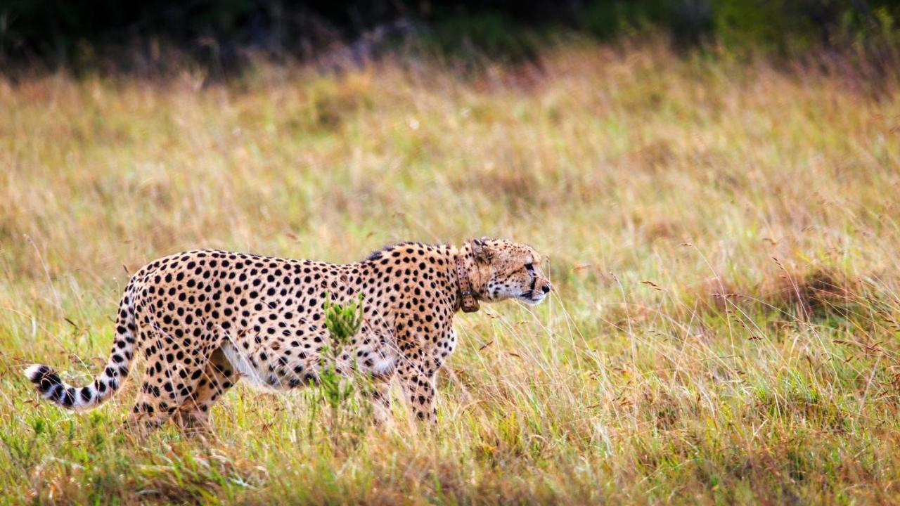 Bukela Game Lodge - Amakhala Game Reserve Eksteriør billede