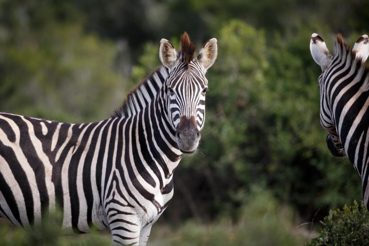 Bukela Game Lodge - Amakhala Game Reserve Eksteriør billede